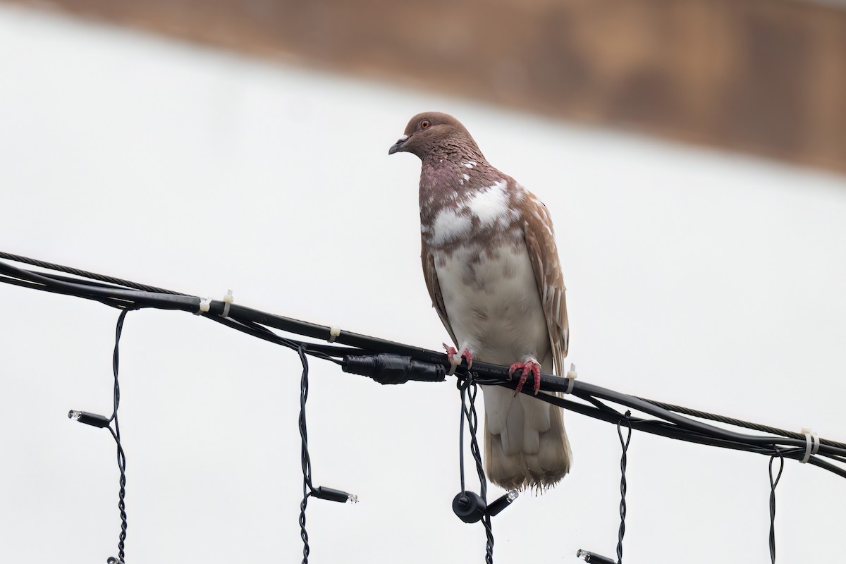 Rock Pigeon - ML635653028