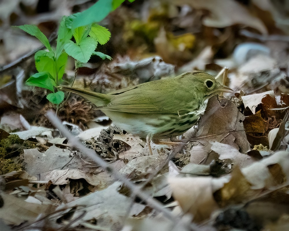 Ovenbird - ML635653029