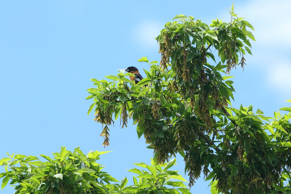Black-headed Grosbeak - ML635653030