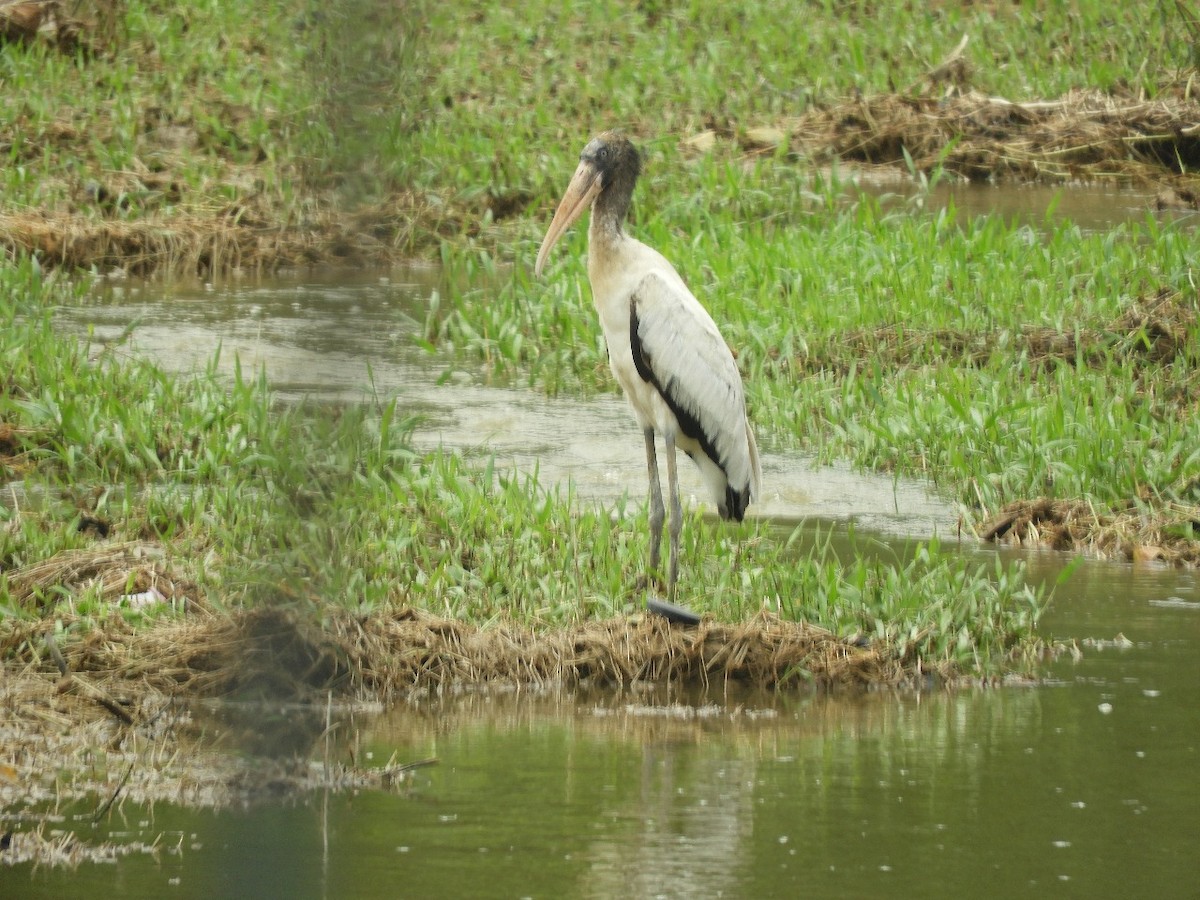 Wood Stork - ML635653031