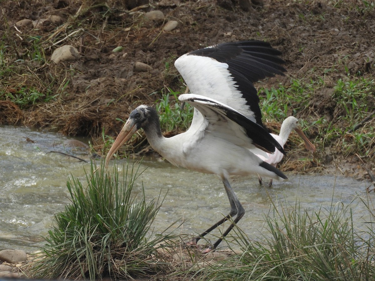 Wood Stork - ML635653032