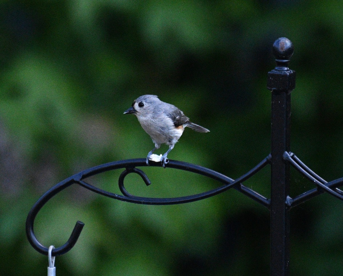Tufted Titmouse - ML635653033