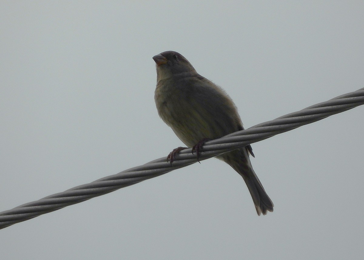 House Sparrow - ML635653034