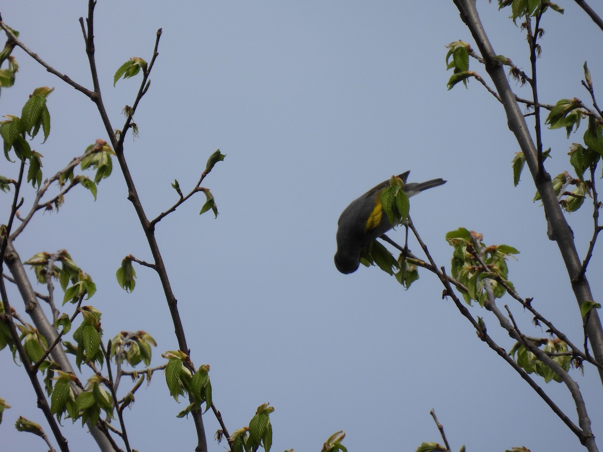 Golden-winged Warbler - ML635653035