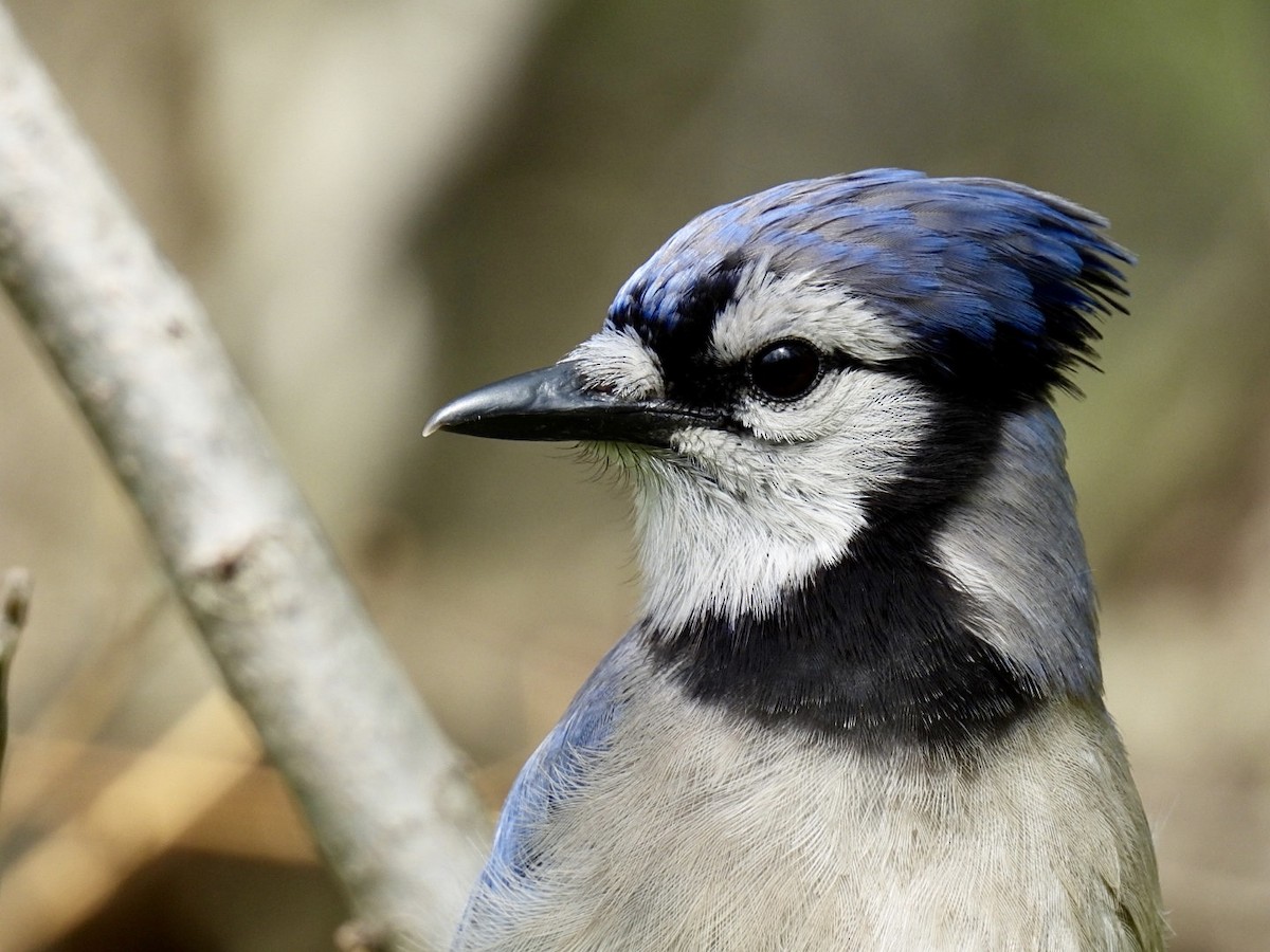 Blue Jay - ML635653036