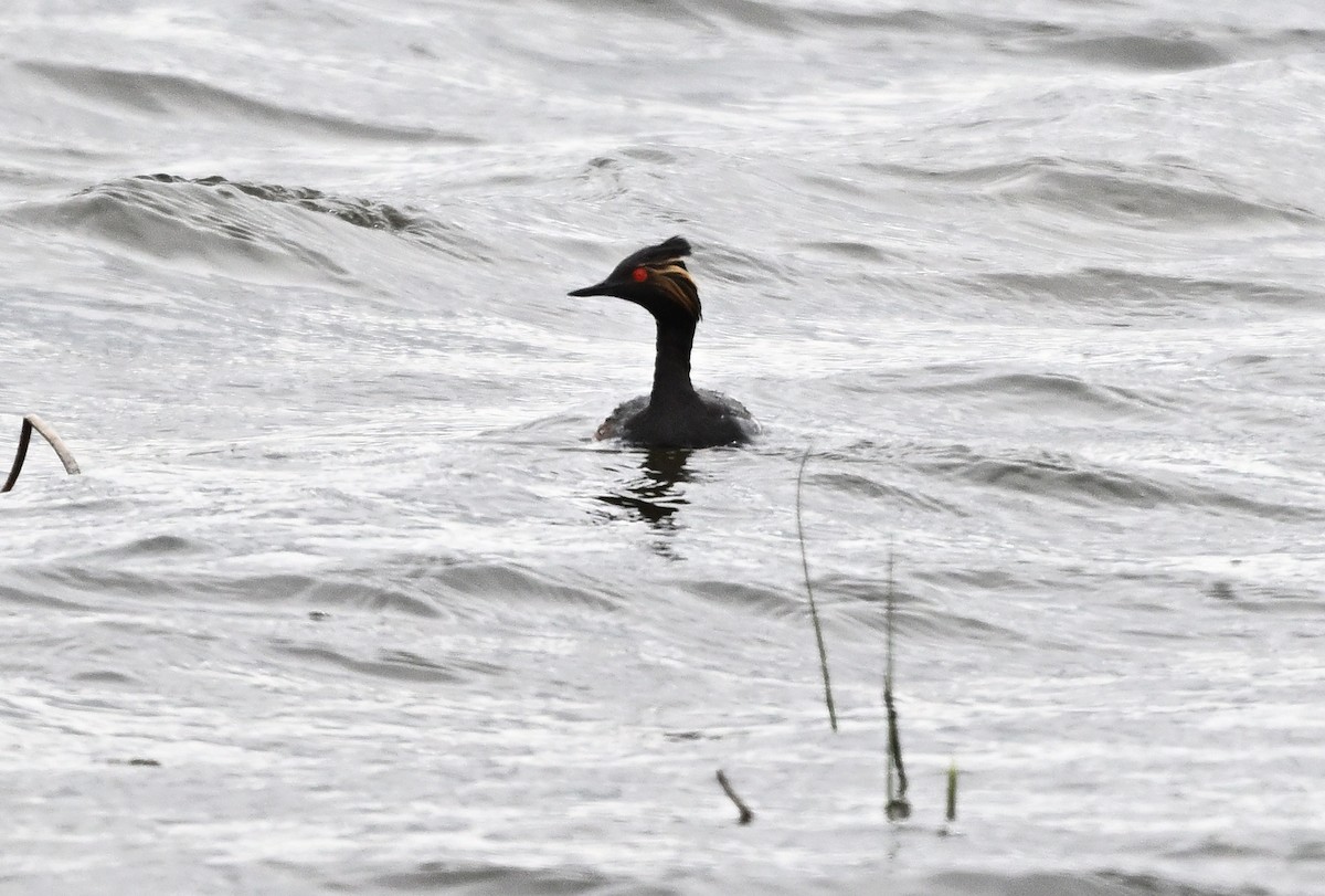 Eared Grebe - ML635653039