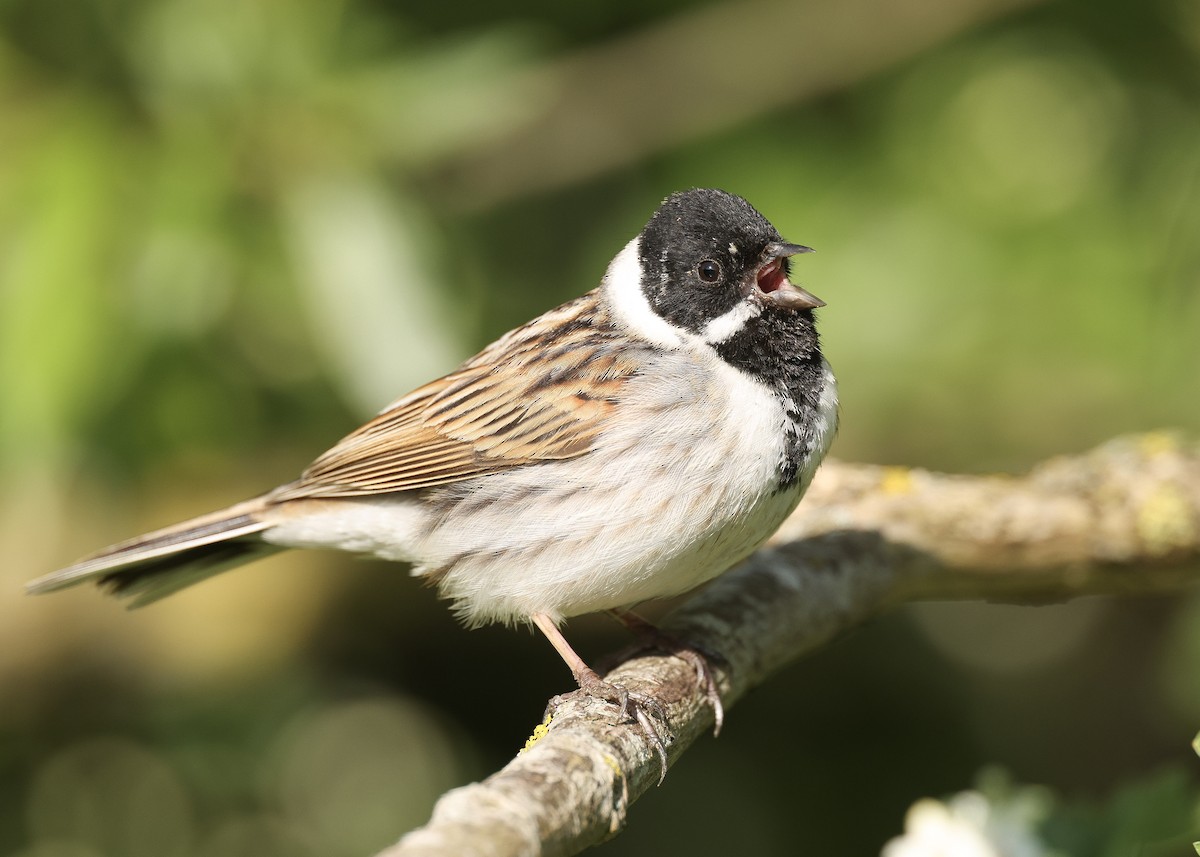Reed Bunting - ML635653041