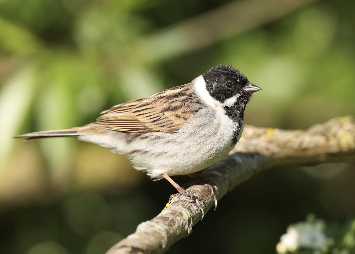 Reed Bunting - ML635653042