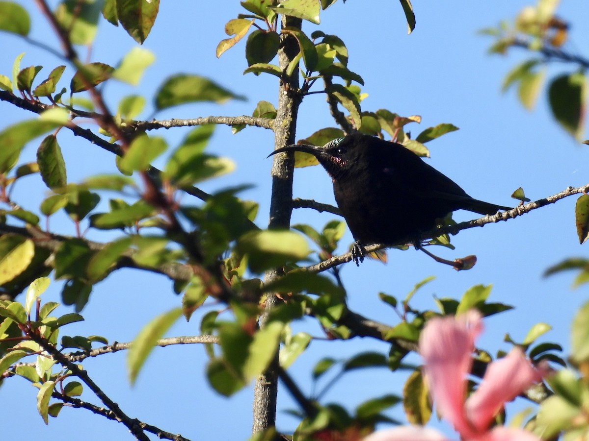 Amethyst Sunbird - ML635653045