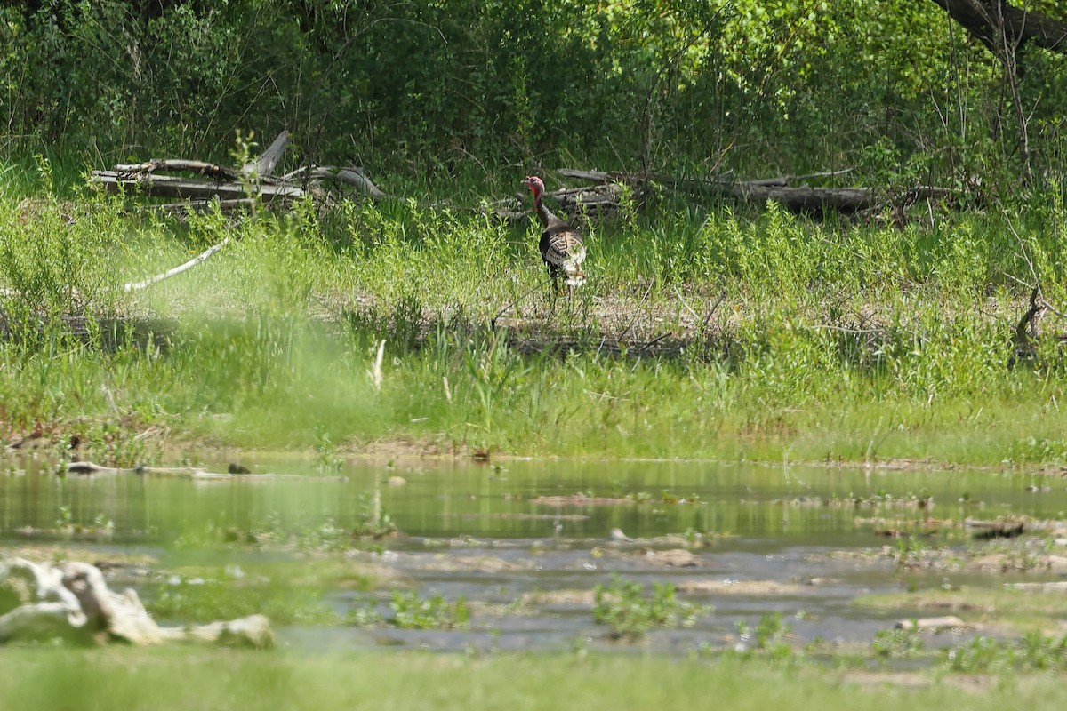 Wild Turkey - ML635653046