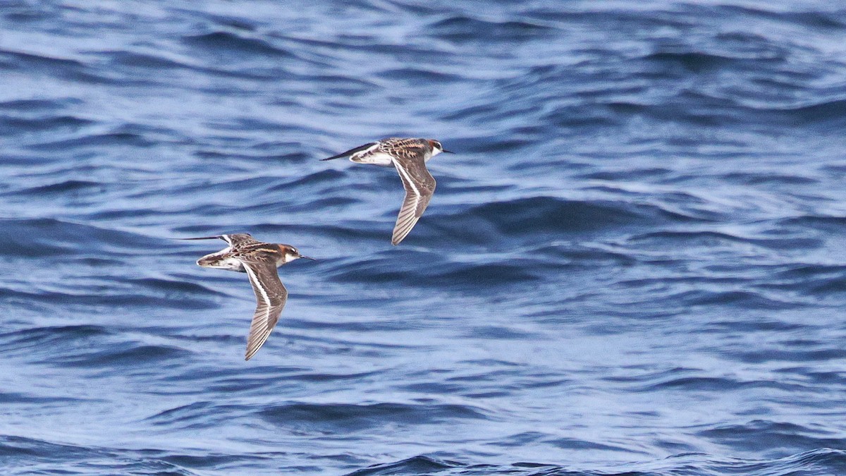 Red-necked Phalarope - ML635653047
