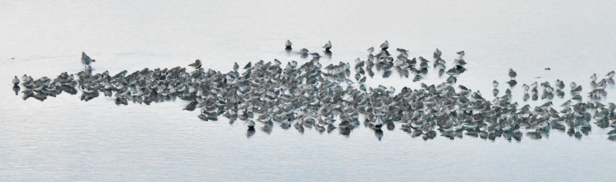 Semipalmated Sandpiper - ML635653049