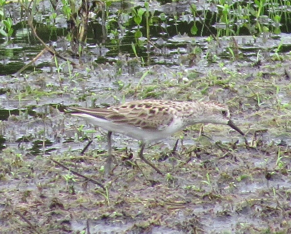 Semipalmated Sandpiper - ML635653050
