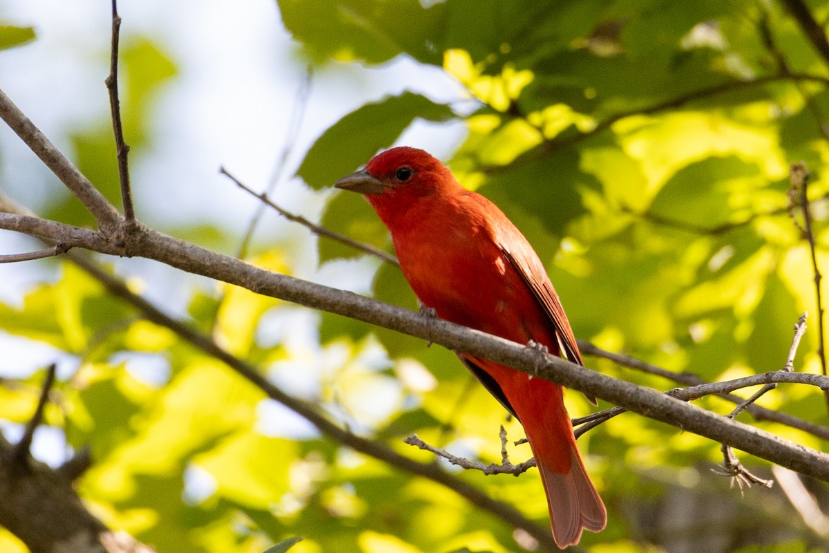 Summer Tanager - ML635653104