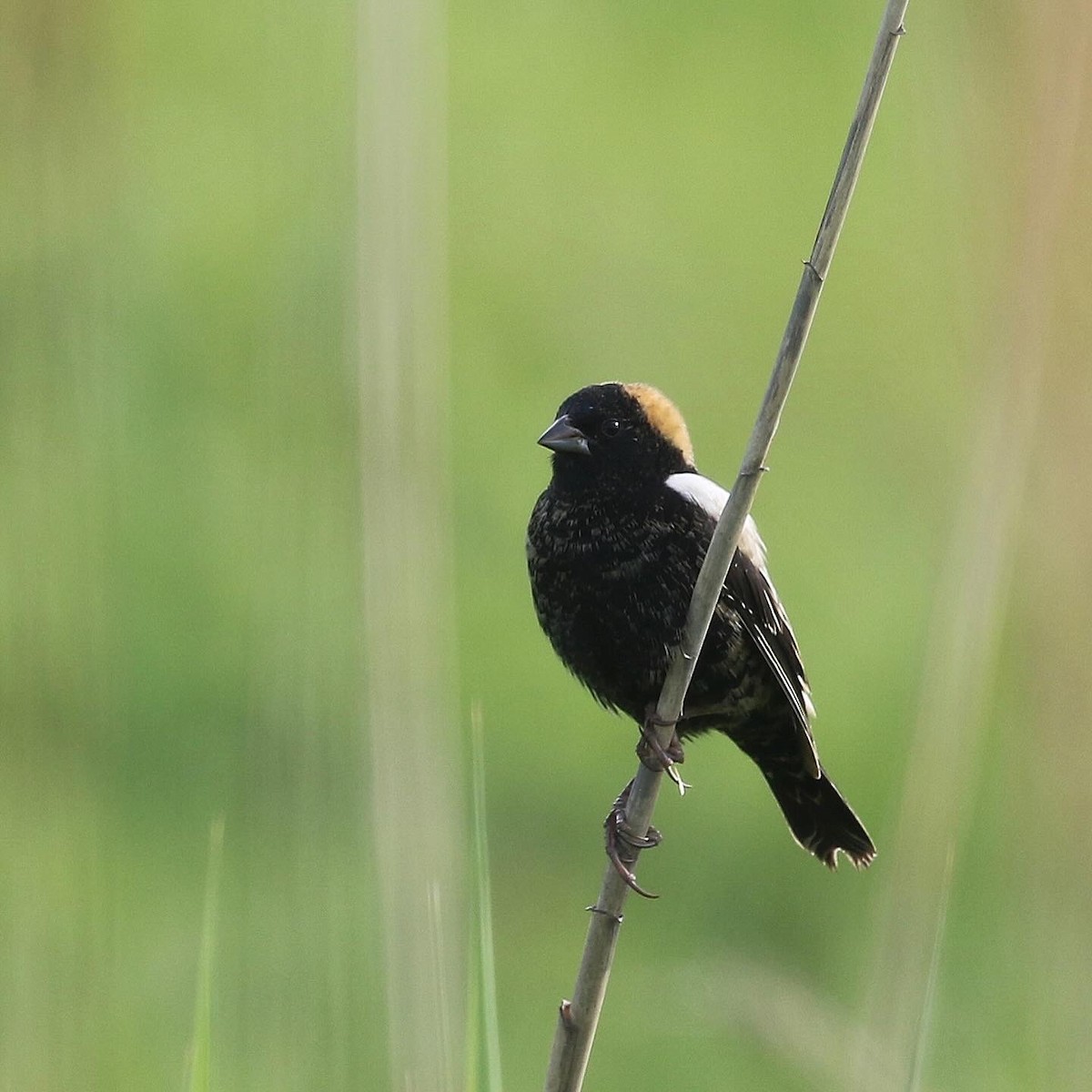 Bobolink - ML635653130