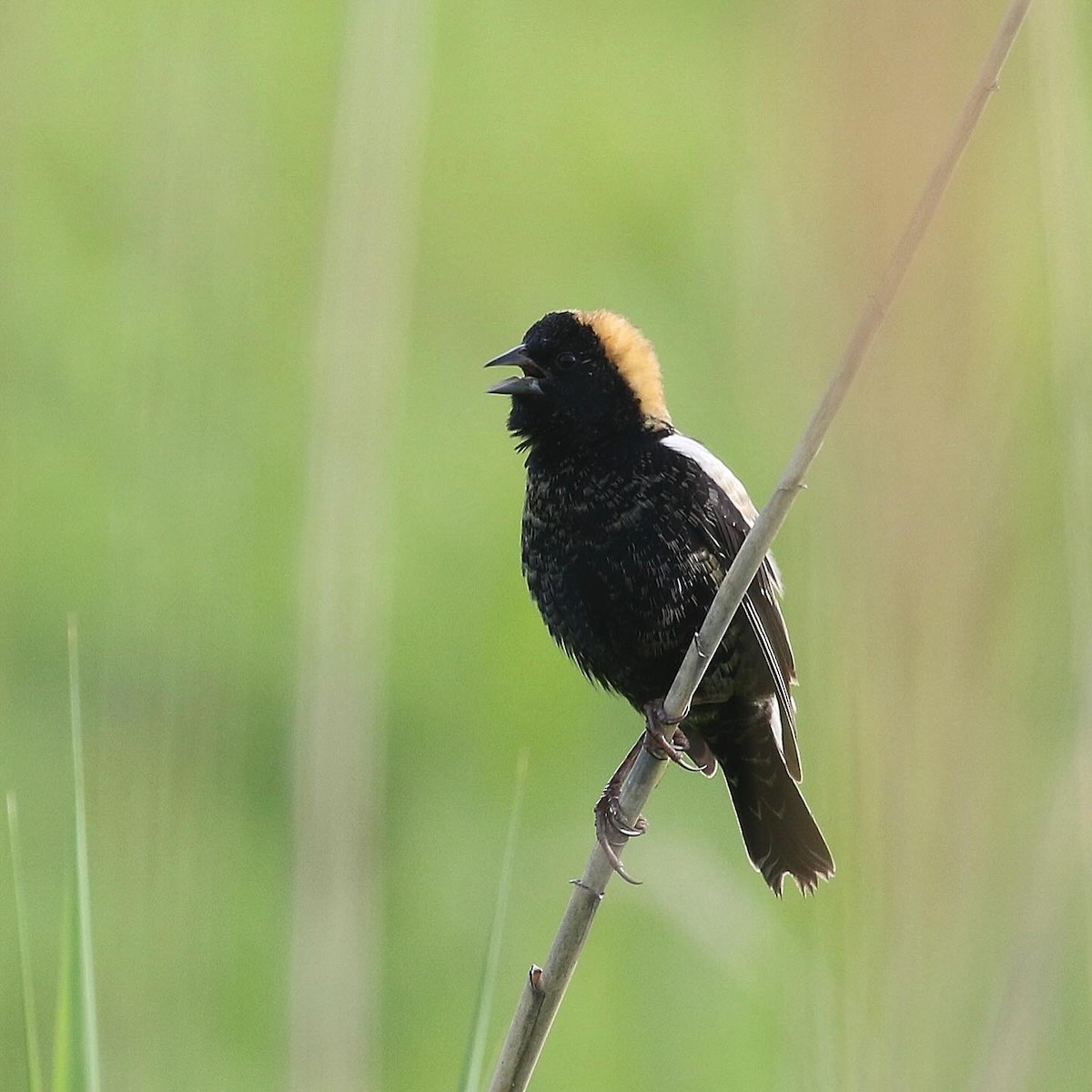 Bobolink - ML635653131