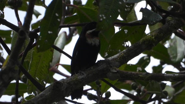 Moustached Flowerpiercer - ML635653192