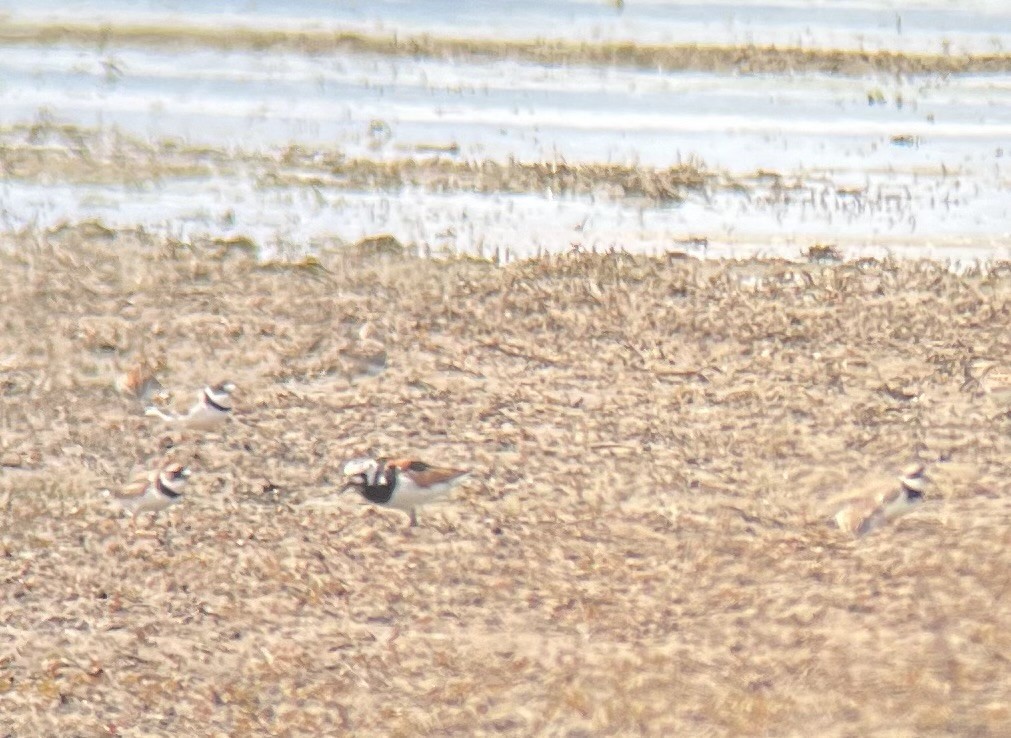 Ruddy Turnstone - ML635653376