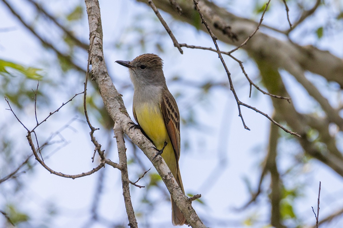 Ash-throated Flycatcher - ML635653482