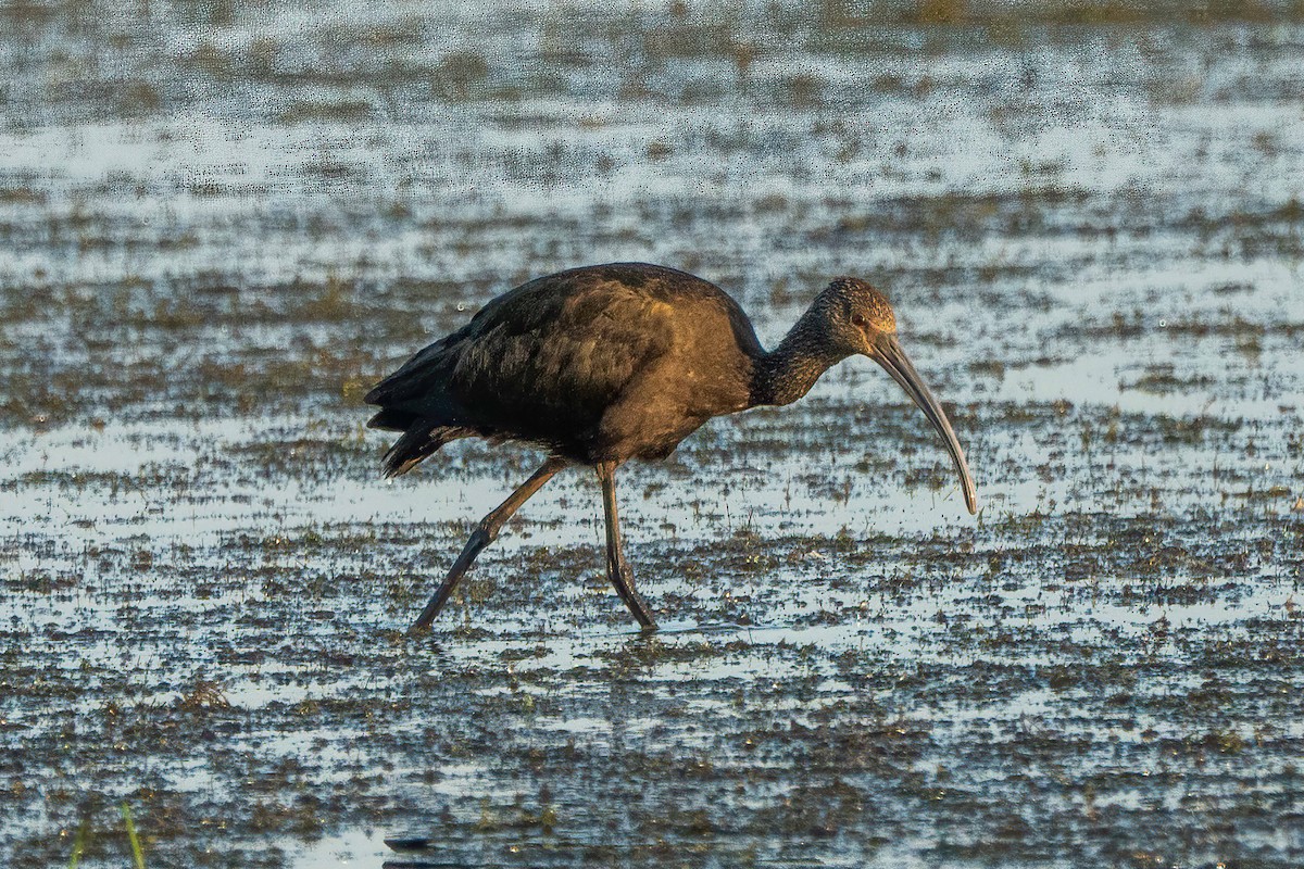ibis americký - ML635653494