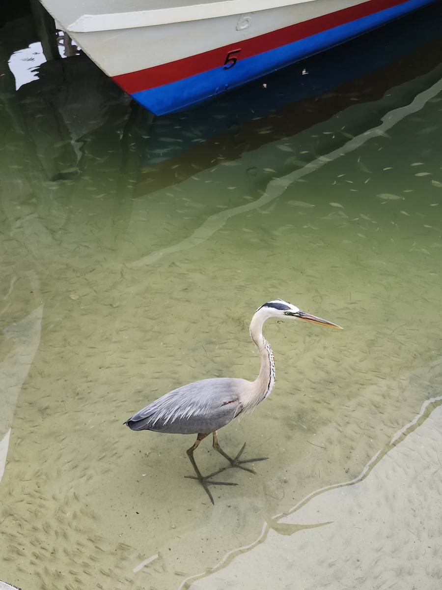 Great Blue Heron - ML635653542