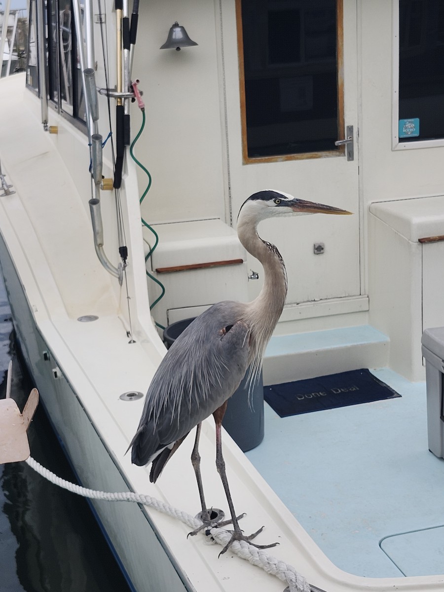 Great Blue Heron - ML635653543