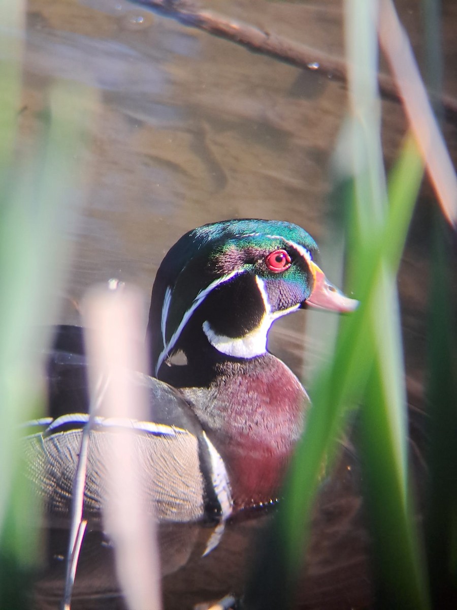 Wood Duck - ML635653552
