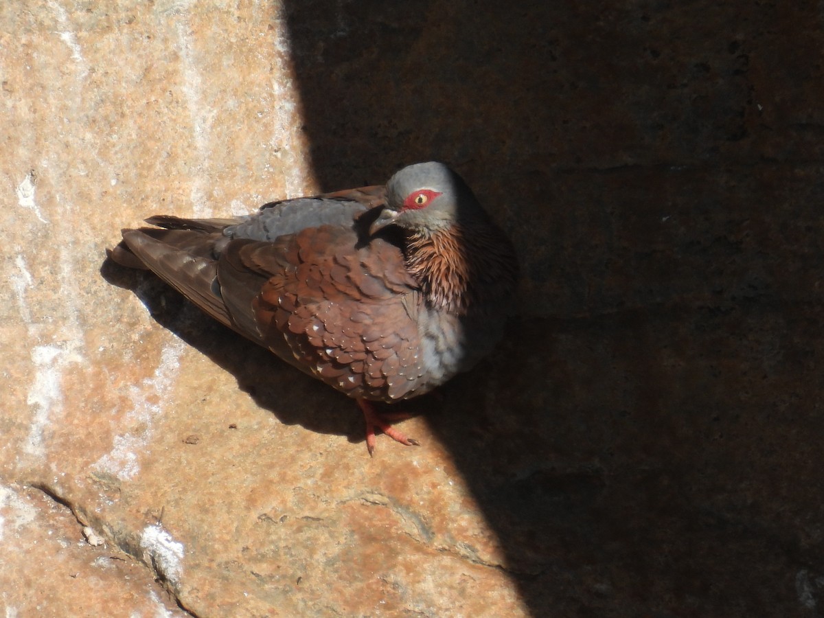 spragledue - ML635653556