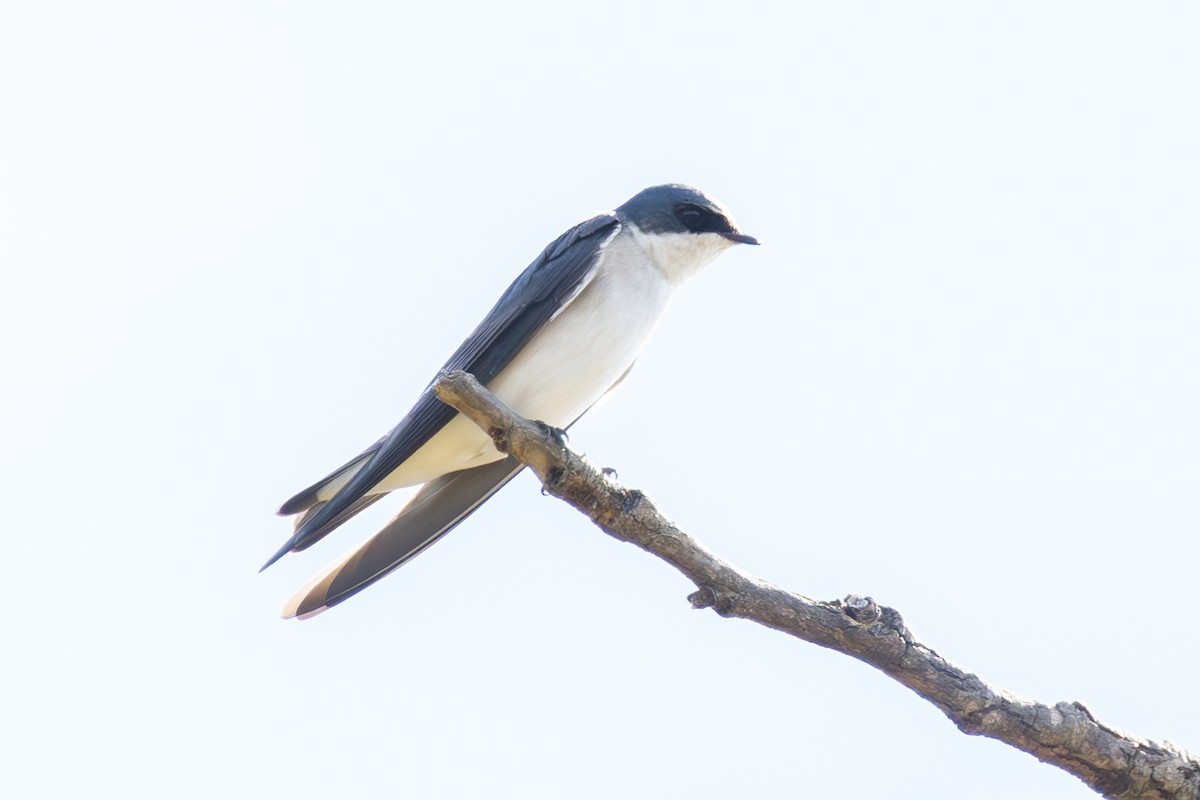 White-rumped Swallow - ML635653615