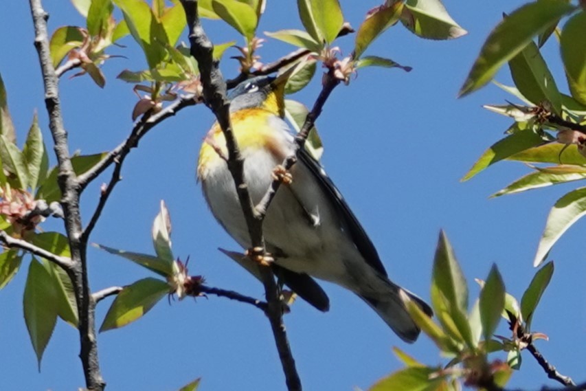 Northern Parula - ML635653625