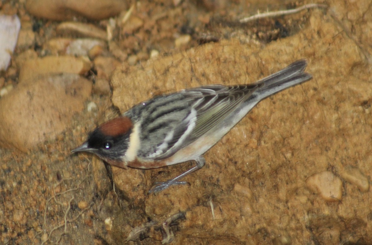 Bay-breasted Warbler - ML635653628