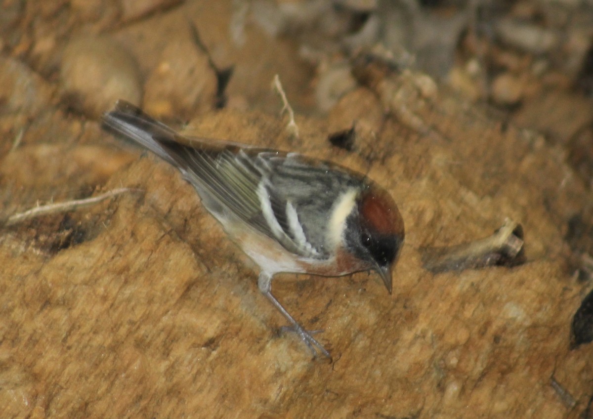 Bay-breasted Warbler - ML635653630
