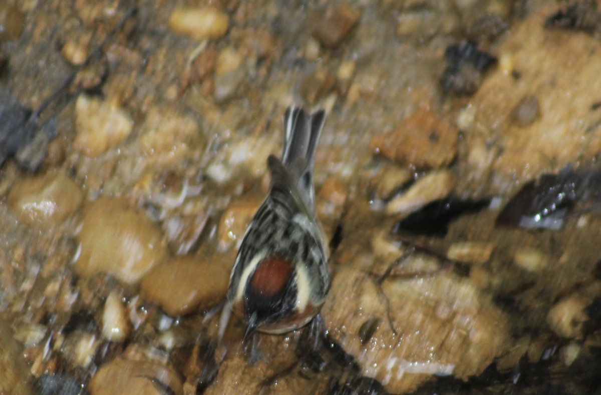 Bay-breasted Warbler - ML635653631