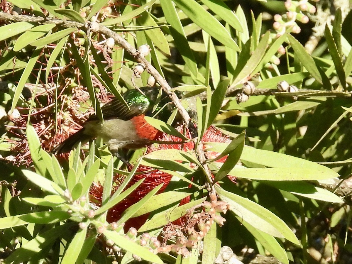 Greater Double-collared Sunbird - ML635653686