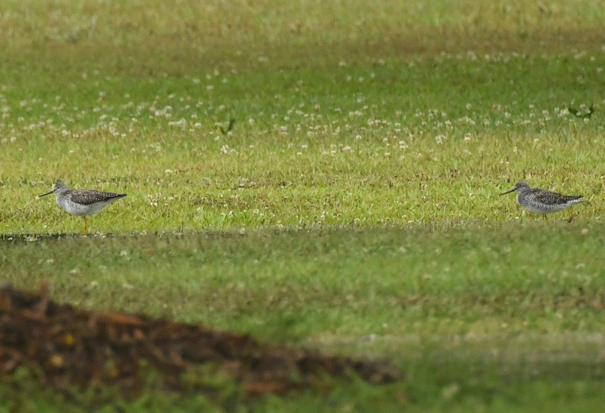 Greater Yellowlegs - ML635653710