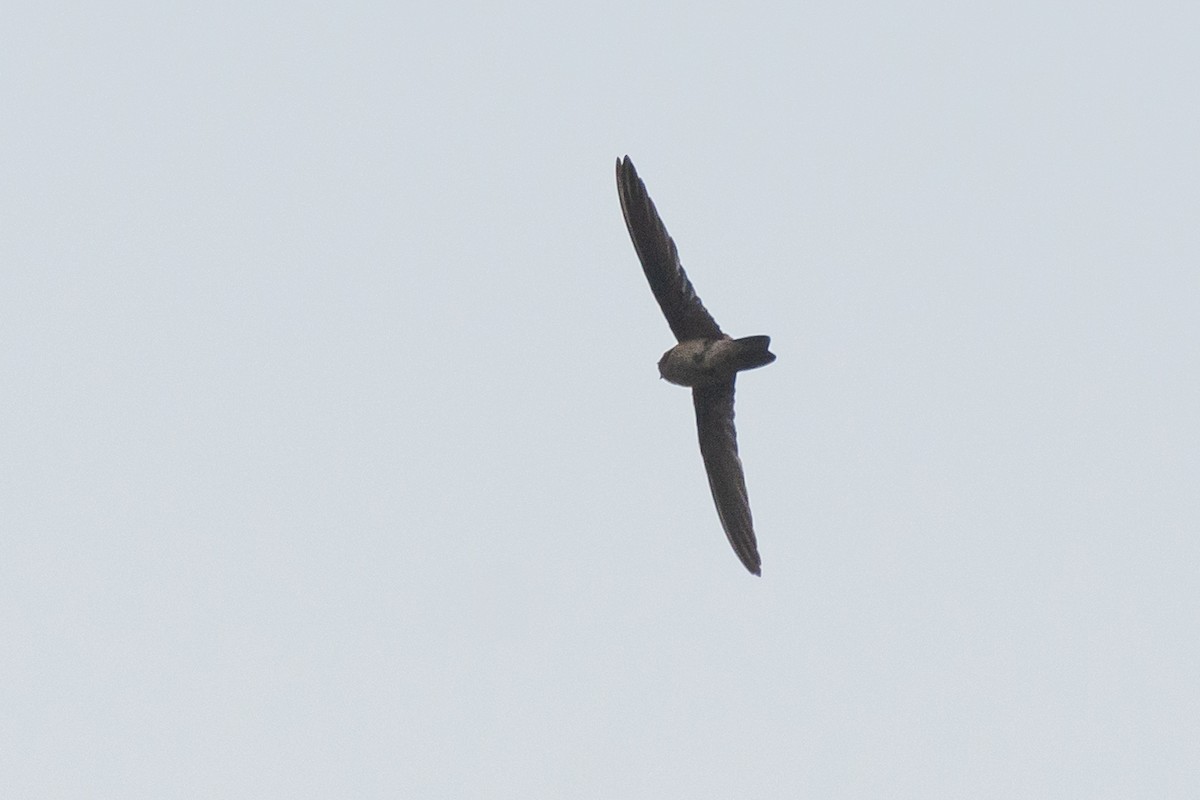 Himalayan Swiftlet - ML635653728