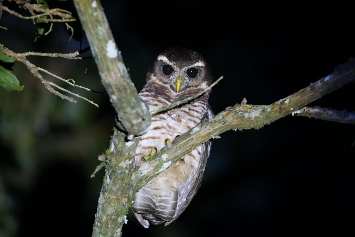 Band-bellied Owl - ML635653732