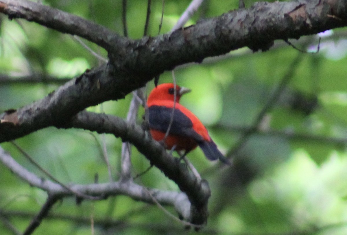 Scarlet Tanager - ML635653734