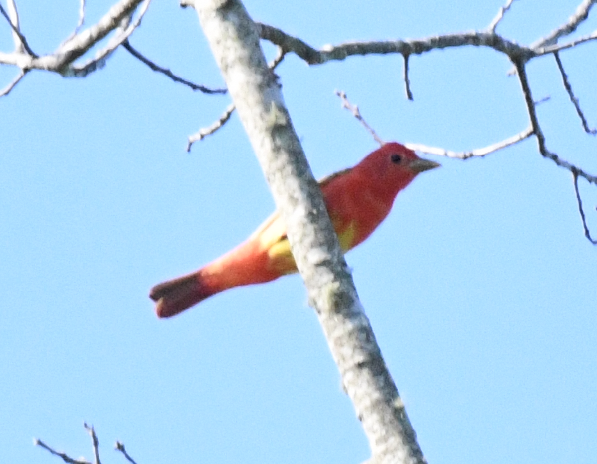 Summer Tanager - ML635653791