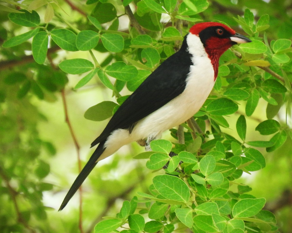 Masked Cardinal - ML635653800