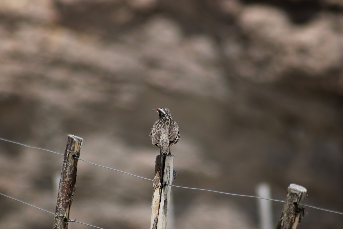 Long-tailed Meadowlark - ML635653802