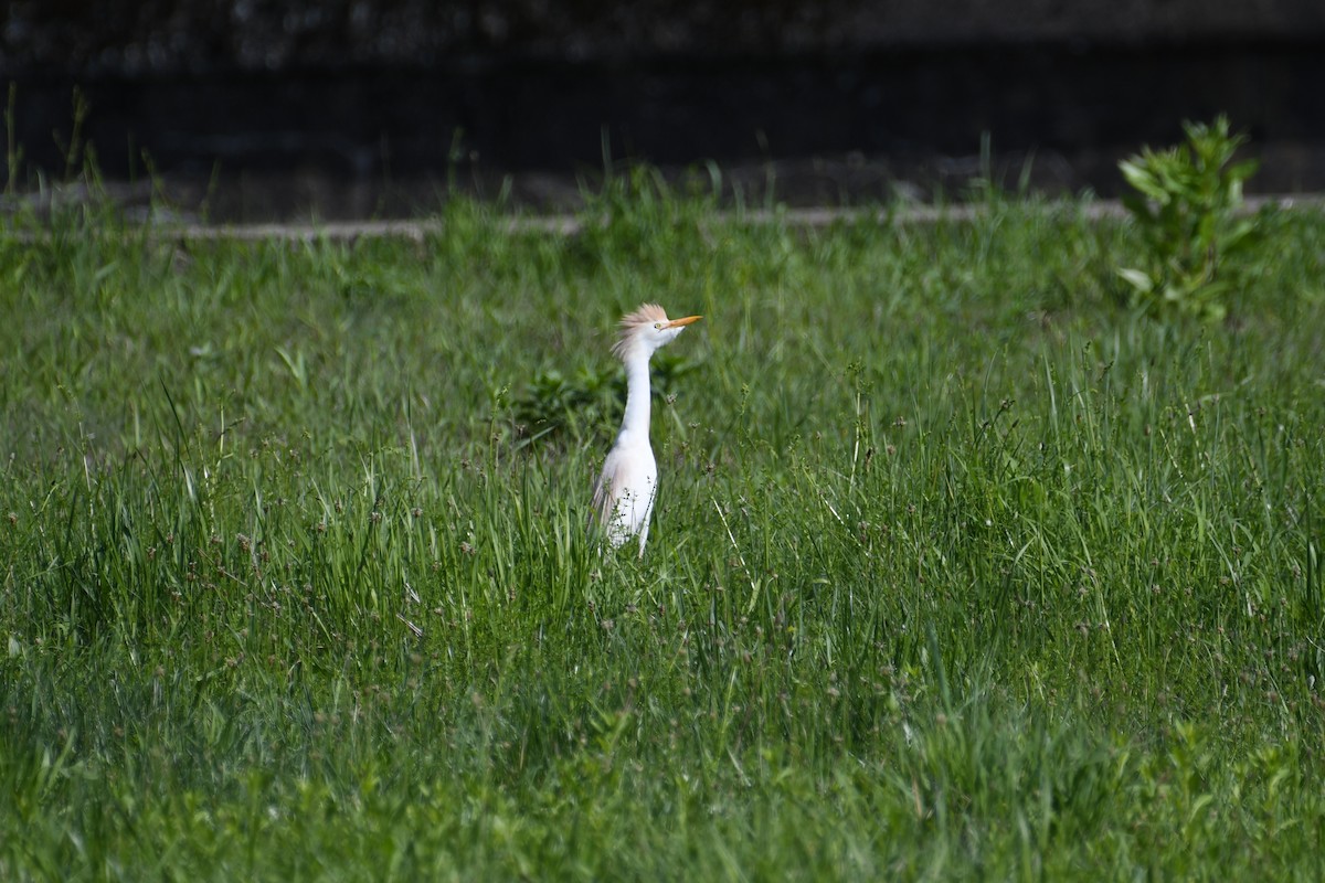 ニシアマサギ - ML635653821