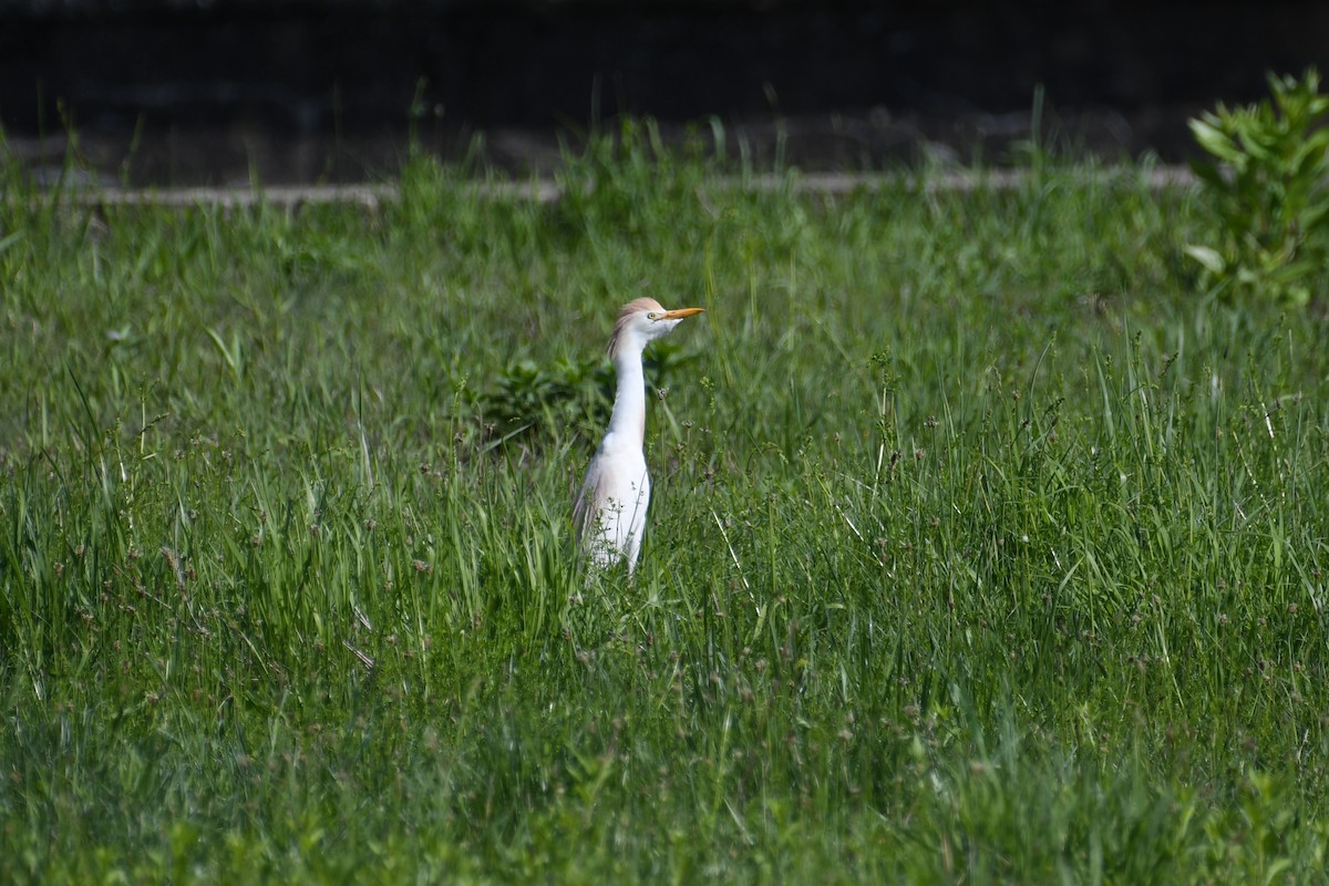 ニシアマサギ - ML635653837