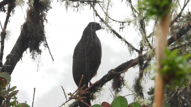 Andean Guan - ML635653872