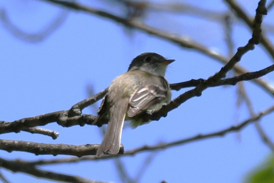 tyranovec malinký - ML635653911