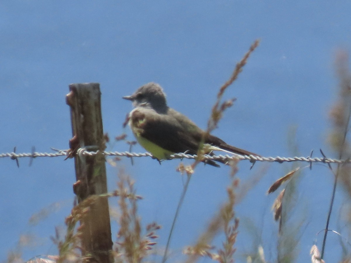 Western Kingbird - ML635653917