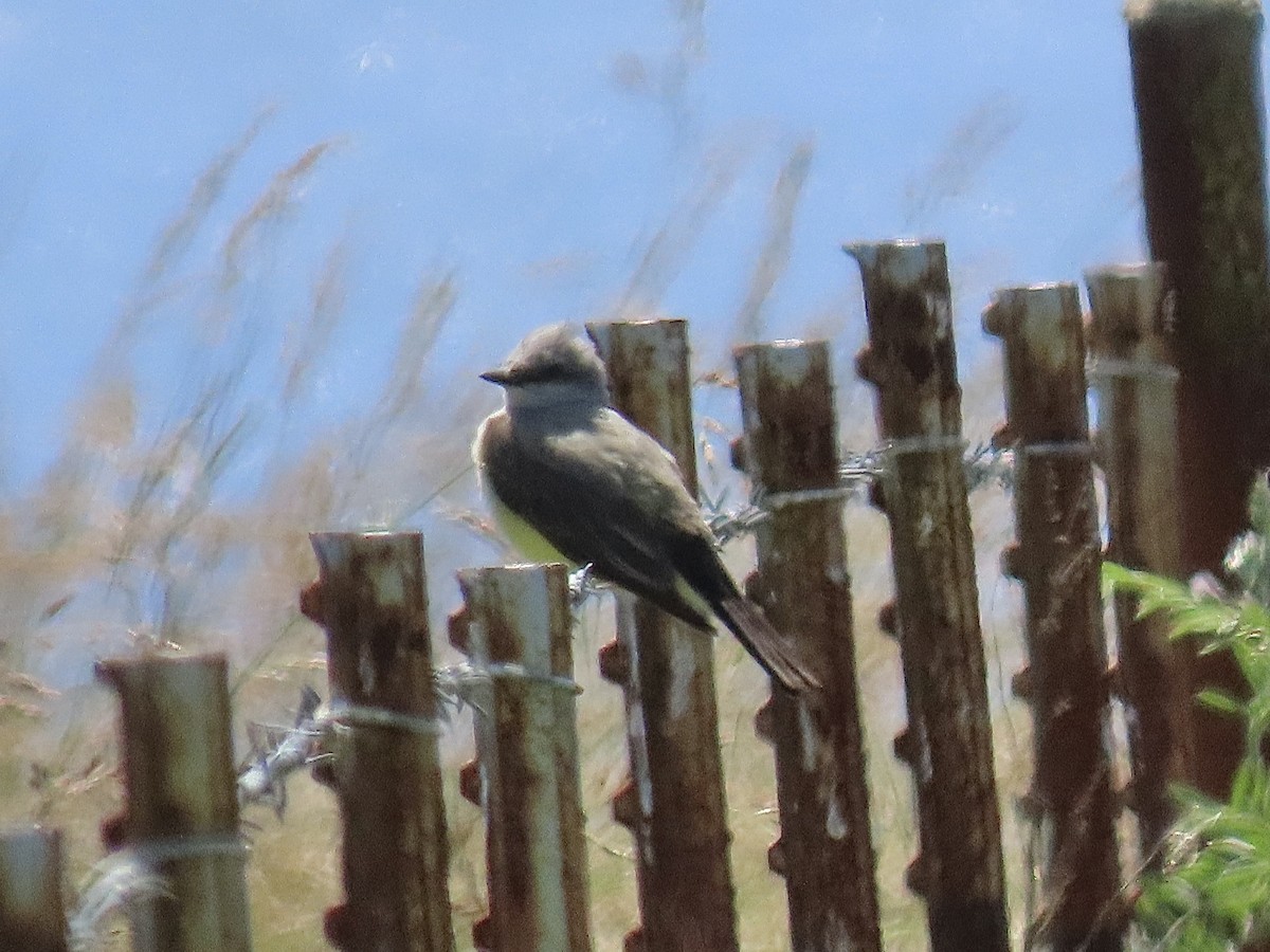 Western Kingbird - ML635653918