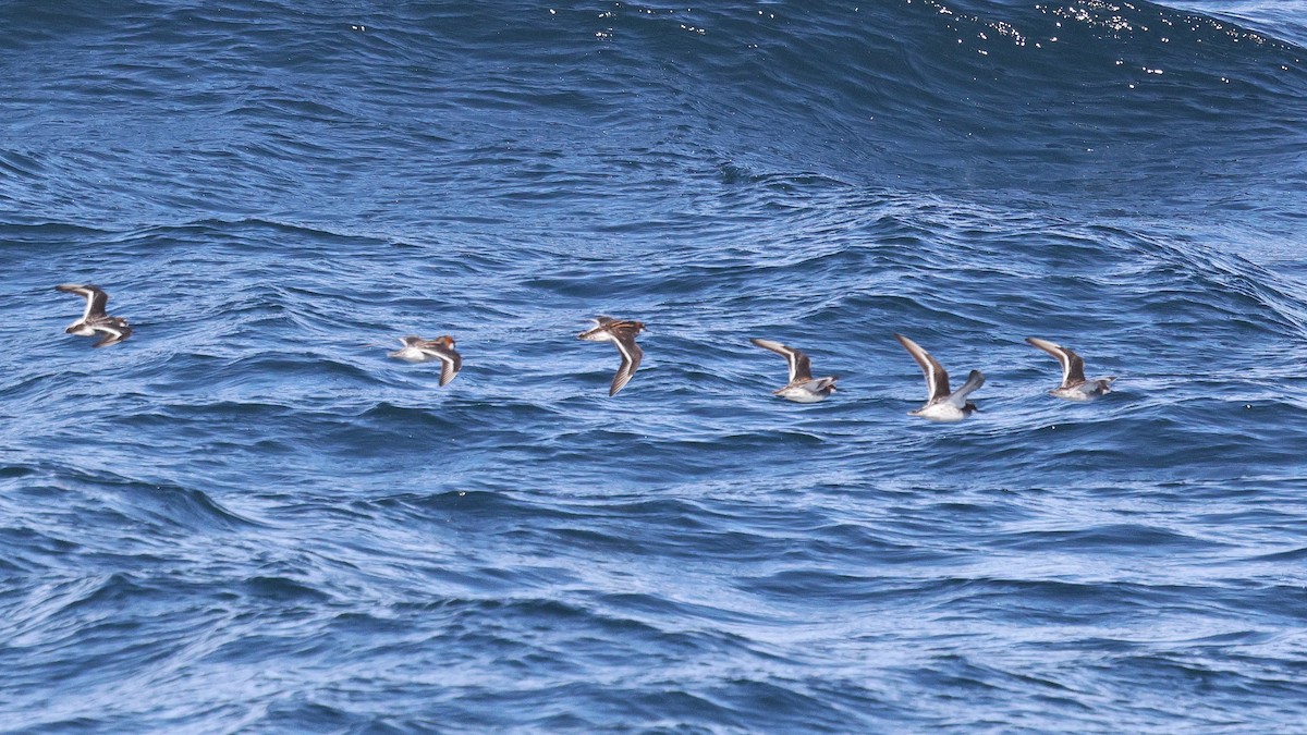 Red-necked Phalarope - ML635653969