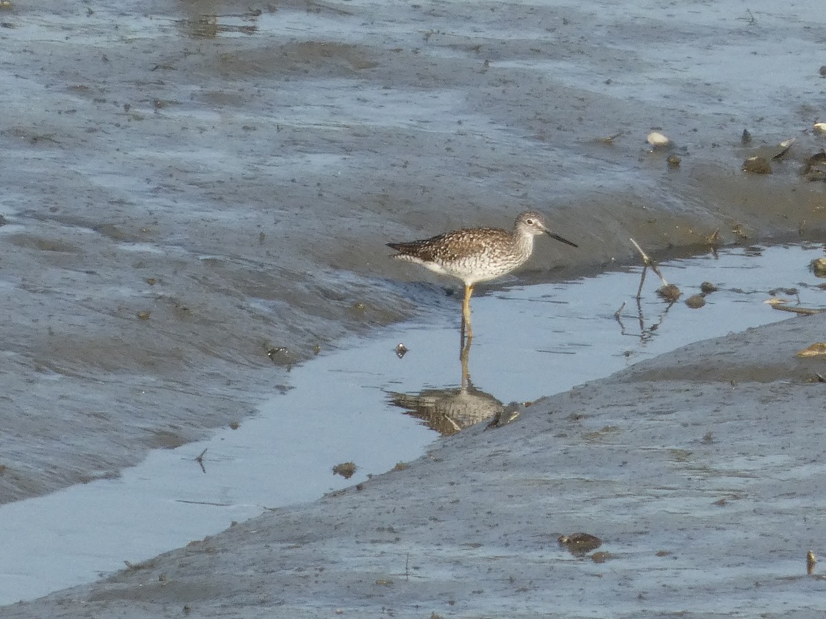 Greater Yellowlegs - ML635653987