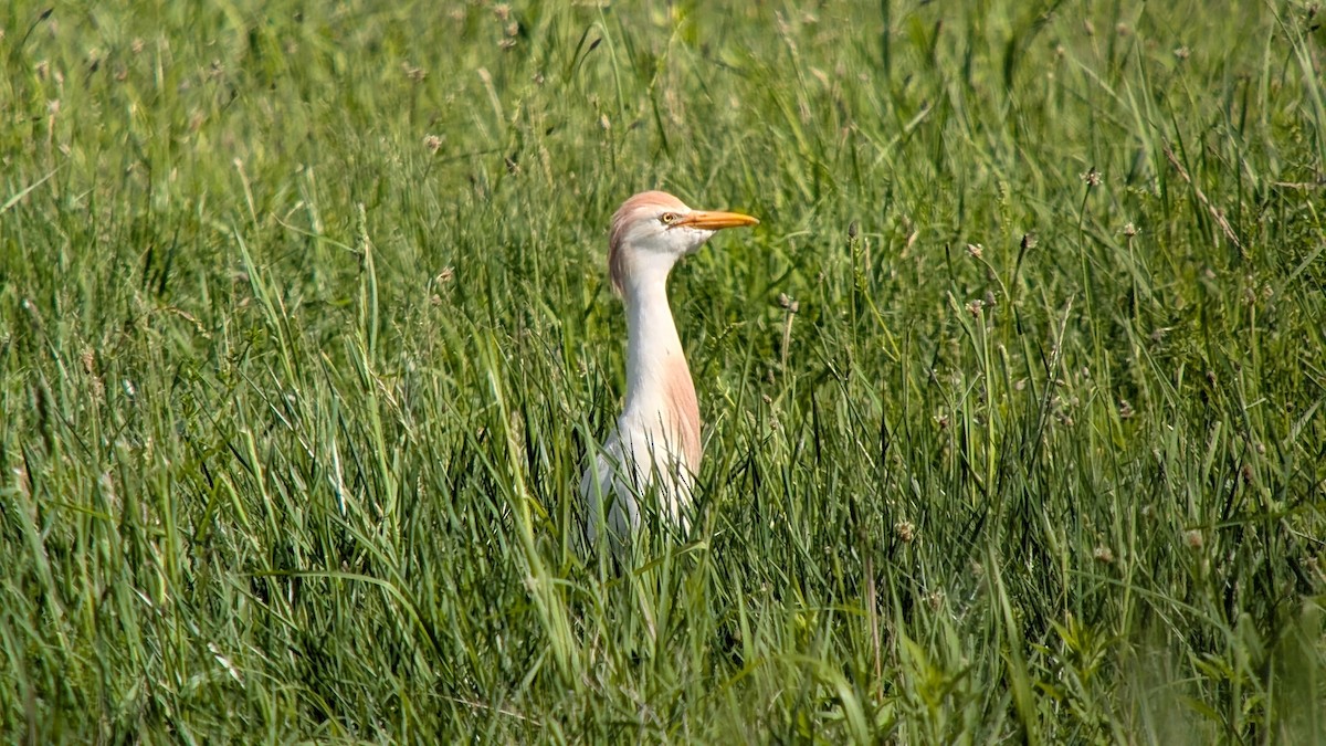 ニシアマサギ - ML635654001